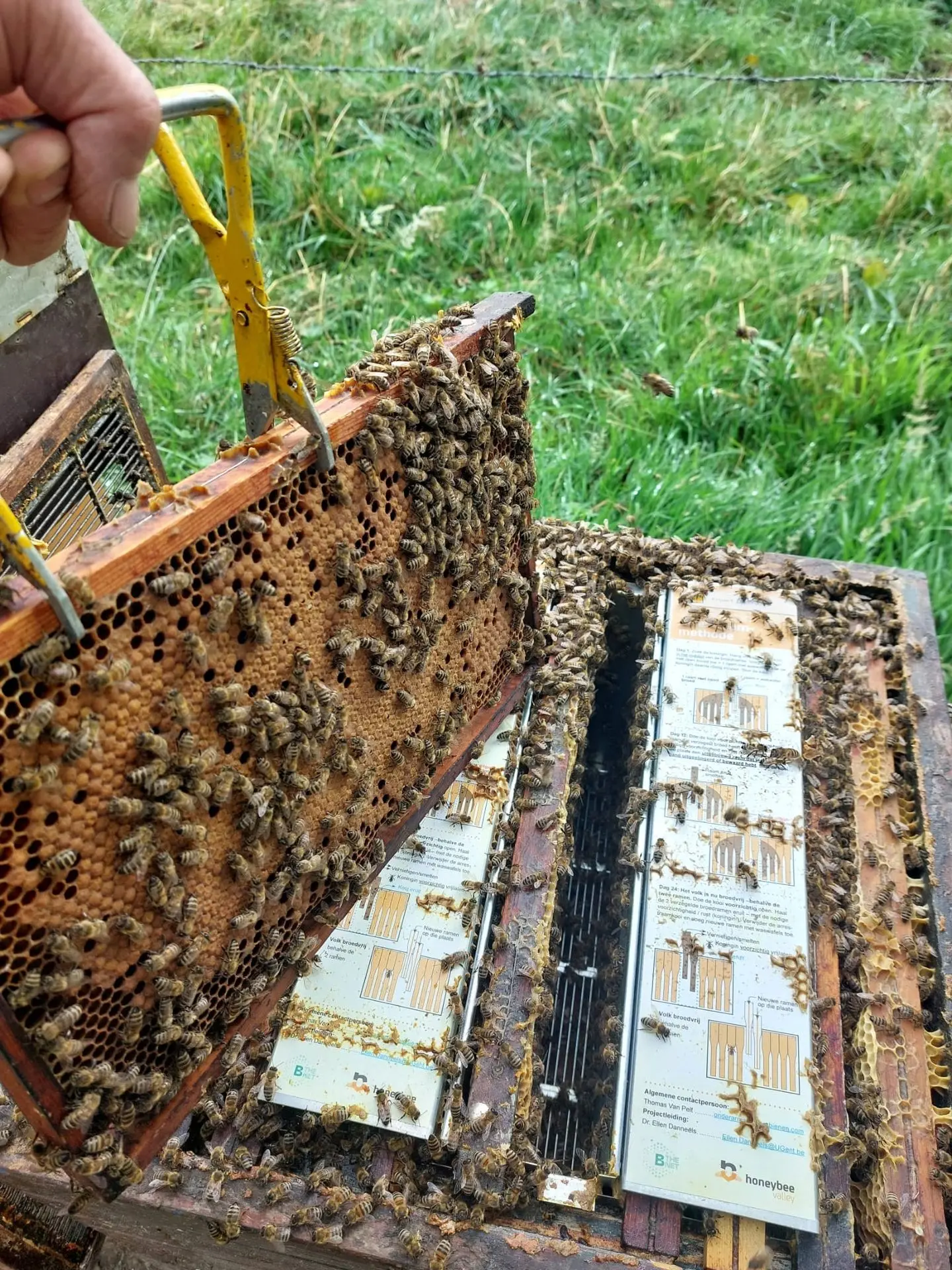 raam met gesloten broed wordt uit de ARK (doe zich nog in de kast bevindt) getild